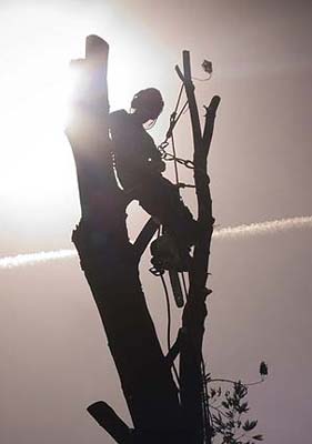 Tree Surgery Work